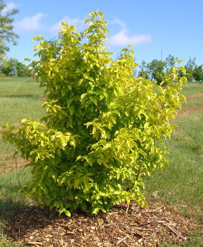 cornus mas summer cornus mas summer