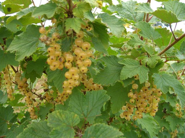 White Cherry Currant — New Leaf Nursery