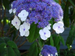 Sargenteana (Hydrangea aspera 'Sargenteana')