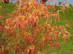 Villa taranto (Acer palmatum 'Villa taranto' )