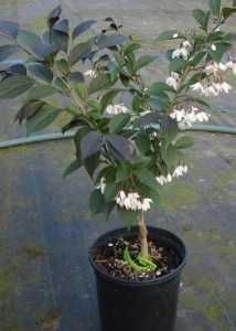 Styrax j. 'Evening Light'