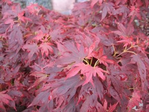 Maple ruby star japanese Acer palmatum