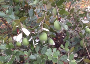 Feijoa sellowiana