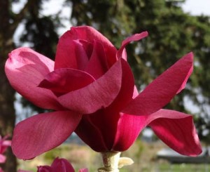 Magnolia 'Vulcan'