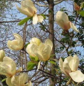 Magnolia 'Yellow Lantern'