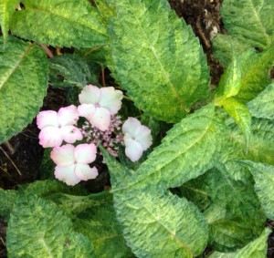 Hydrangea O'Amachi nishiki