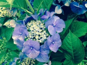 Hydrangea 'Tellers Blue'