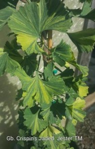 ginkgo-cjj