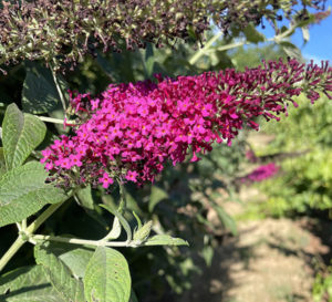 Buddleia ‘Miss Molly’