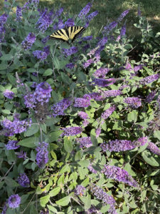 Buddleia ‘Blue Chip Jr.’