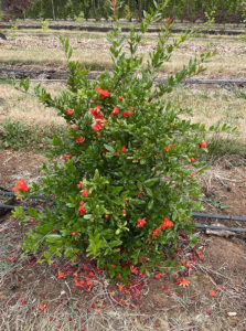 Punica granatum ‘Kazake’